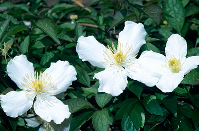 Himalayan Clematis